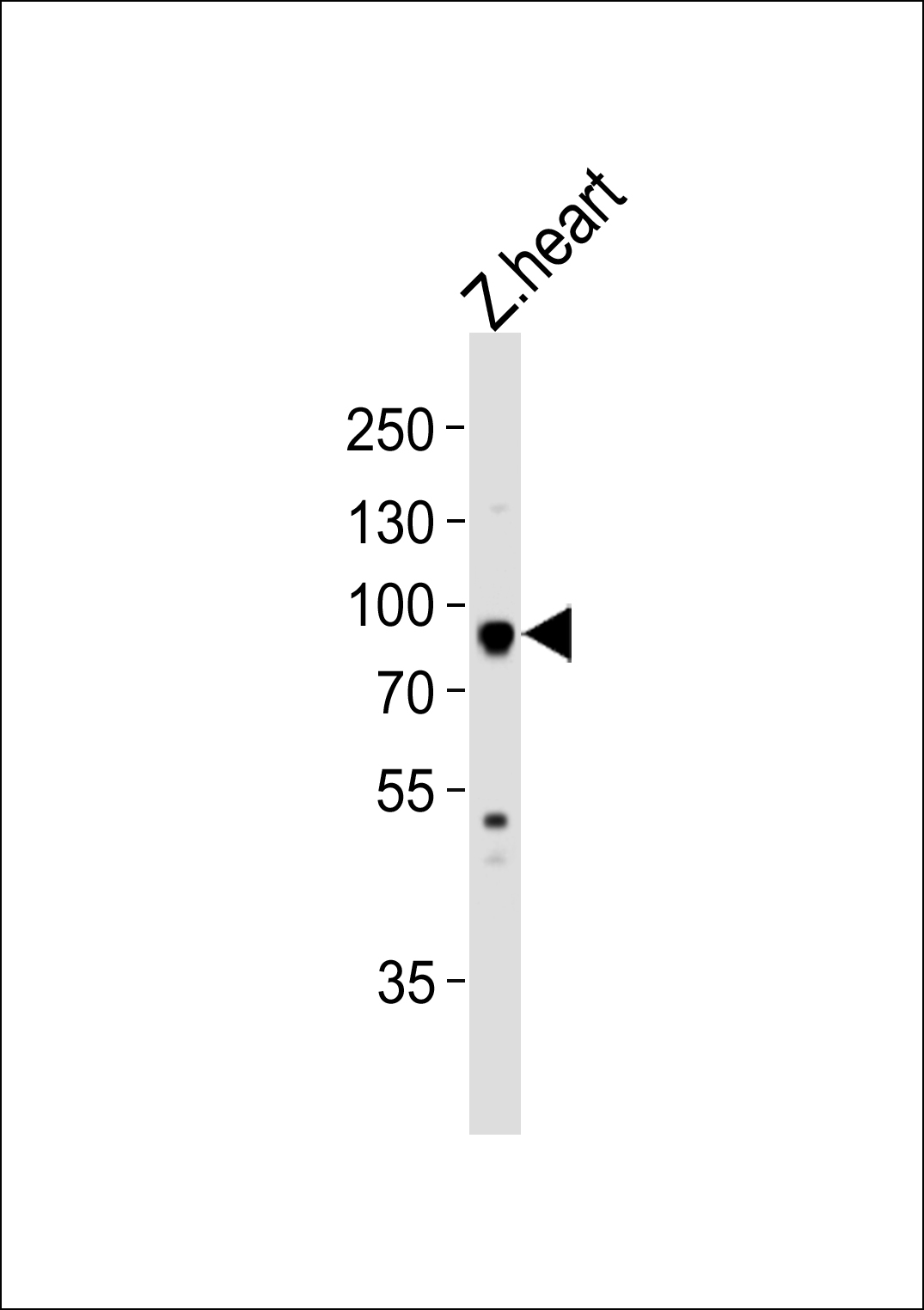 WB - hsp90a.1 Antibody (Center) Azb18696c